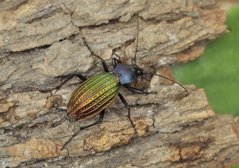 硕步甲(步甲科步甲属动物)