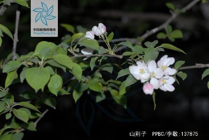 山丁子 植物学 搜狗百科