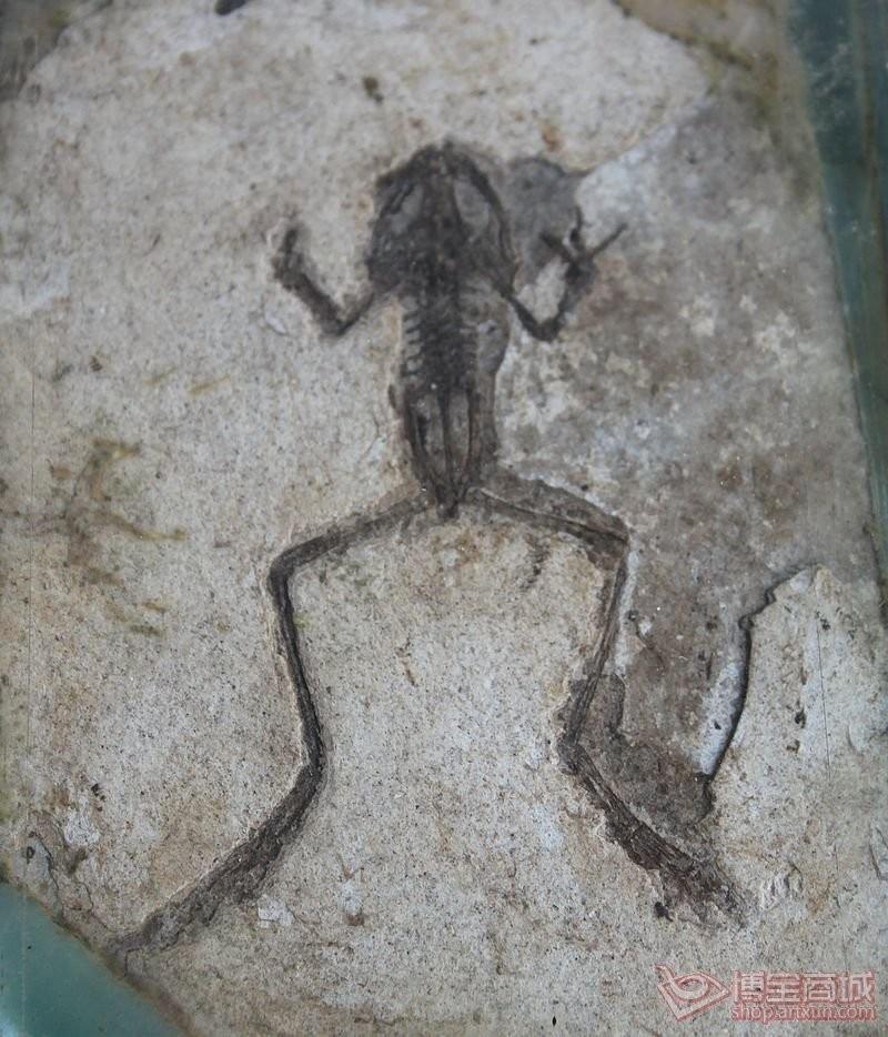 玄武蛙　かえる　カエル　化石化石