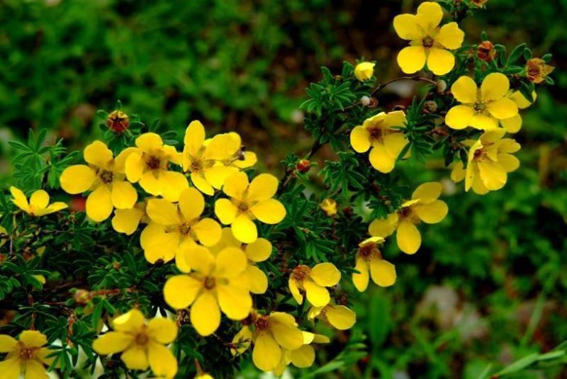 格桑花 藏族文化象征植物 搜狗百科