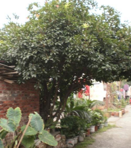 平叶密花树 搜狗百科 平叶密花树 搜狗百科