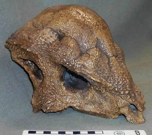 肿头龙类 搜狗百科