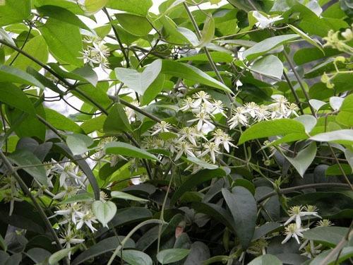 青风藤 防己科植物 搜狗百科