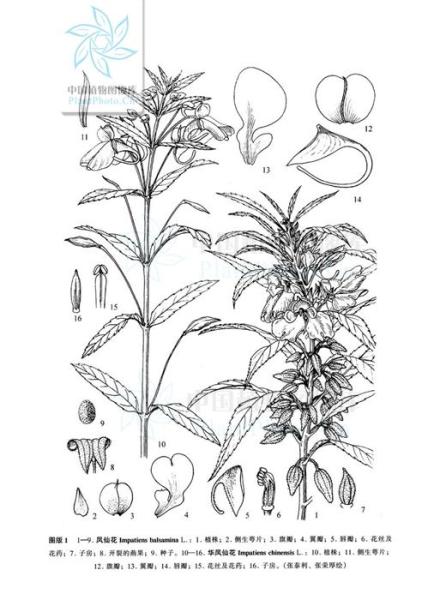 凤仙花 凤仙花科凤仙花属草本植物 搜狗百科