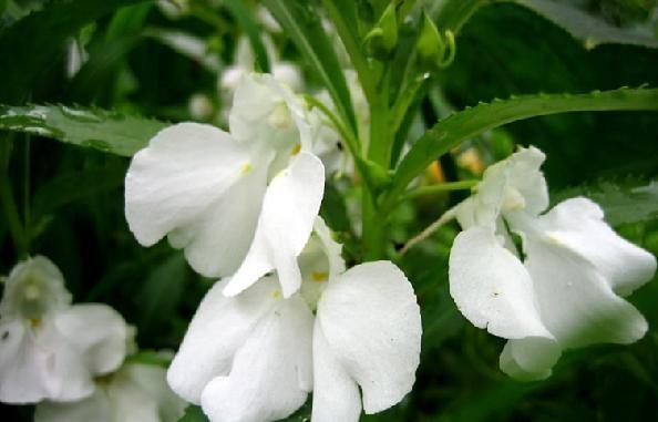 凤仙花 凤仙花科凤仙花属草本植物 搜狗百科