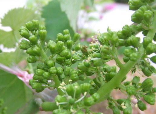 葡萄花 搜狗百科 葡萄花 搜狗百科