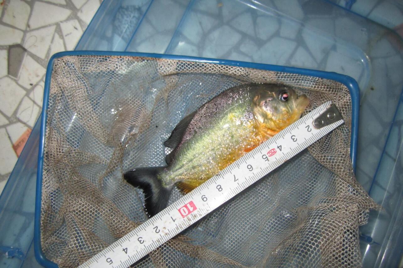 食人鲳 鲤形目脂鲤科动物 搜狗百科