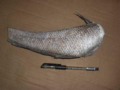 长尾鳕 搜狗百科