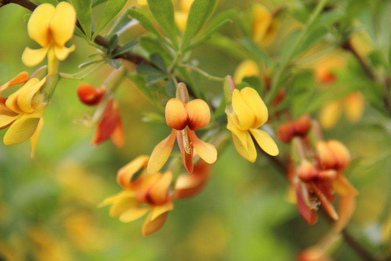 金雀儿 豆科双子叶植物 搜狗百科