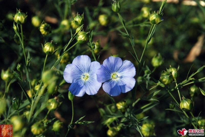 胡麻花族 搜狗百科