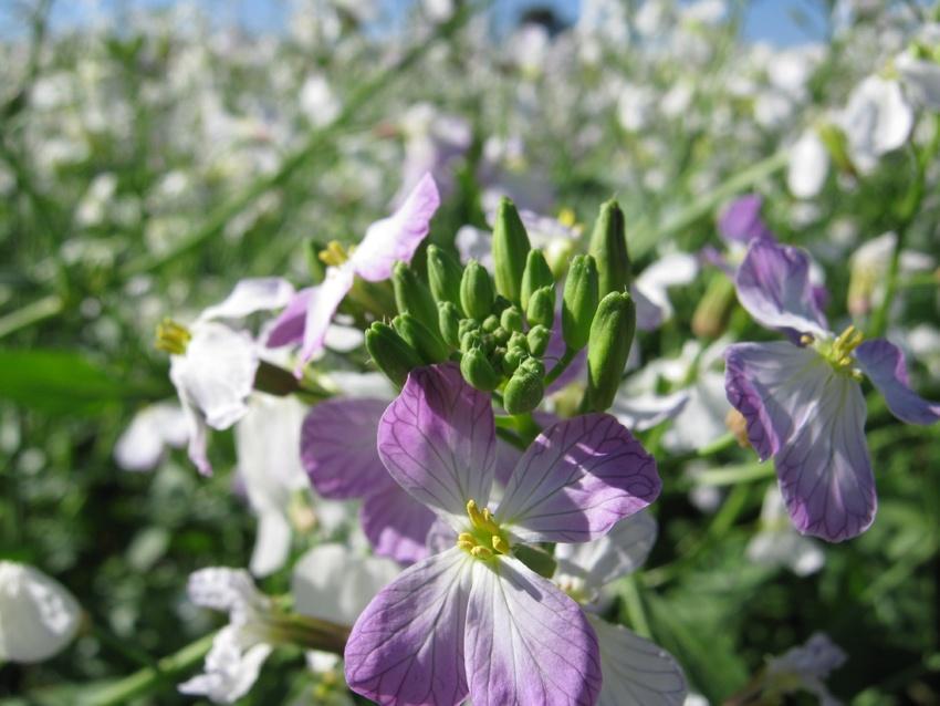 蓝花子 植物 搜狗百科