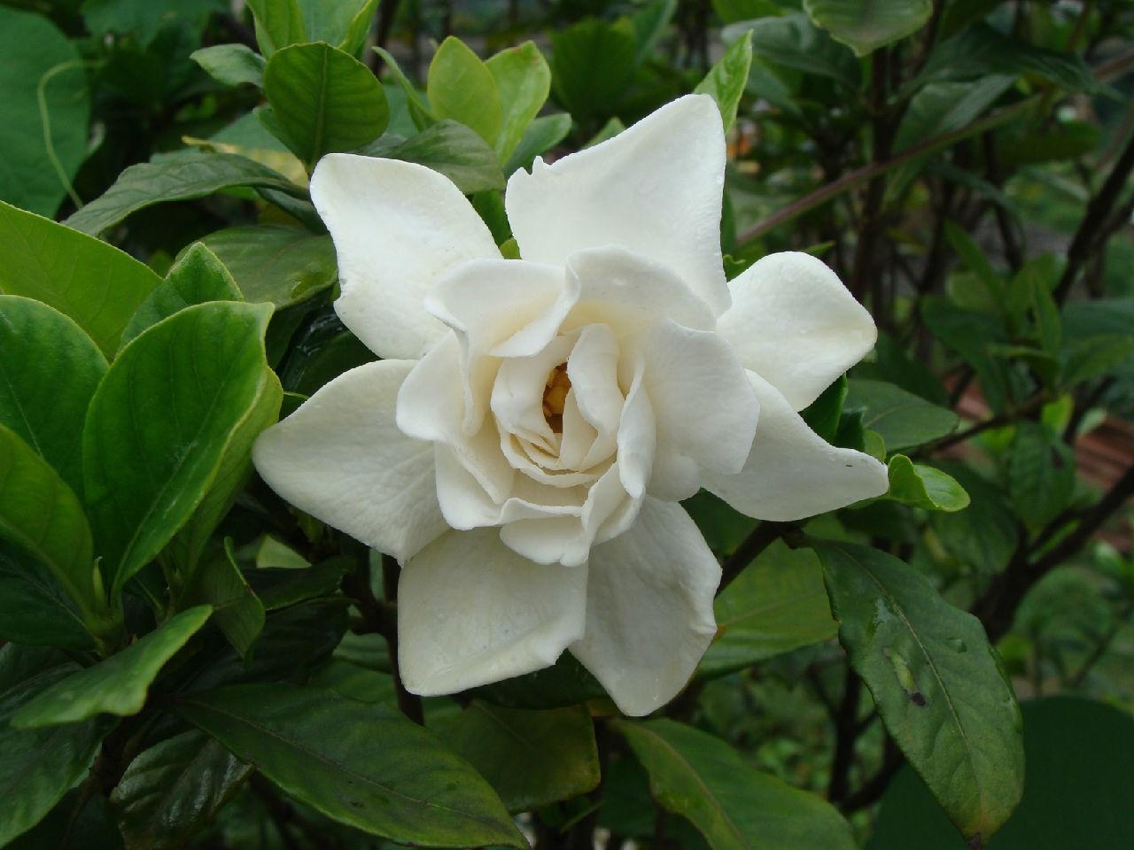 栀子花 茜草科栀子属植物 茜草科栀子属植物 搜狗百科