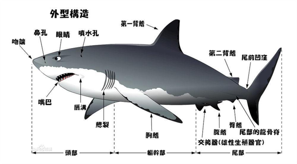 咽鳃裂 搜狗百科 咽鳃裂 搜狗百科