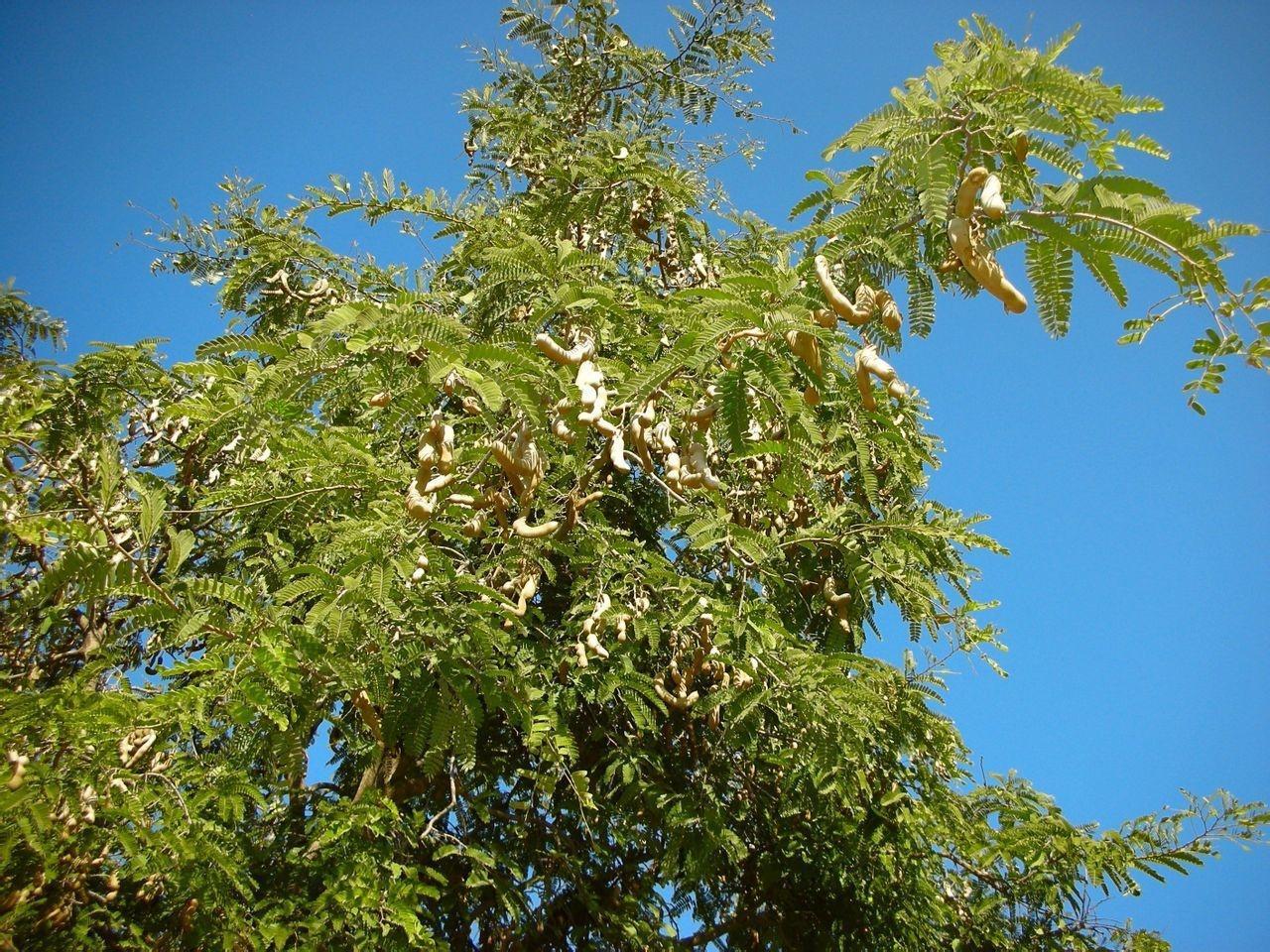 植物界 搜狗百科