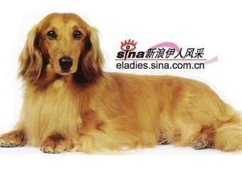 短腿猎犬 搜狗百科
