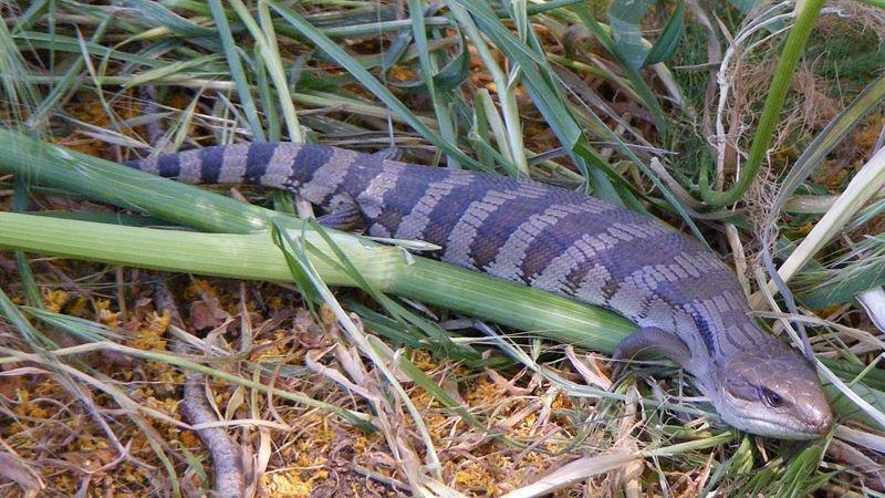 斜纹蓝舌蜥 有鳞总目石龙子科动物 搜狗百科