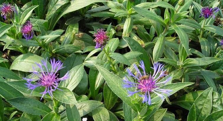 山矢车菊 搜狗百科