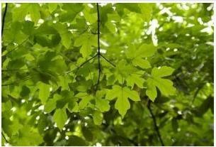 常绿 落叶阔叶混交林 搜狗百科