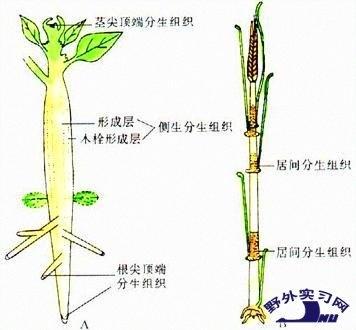 初生生长 搜狗百科