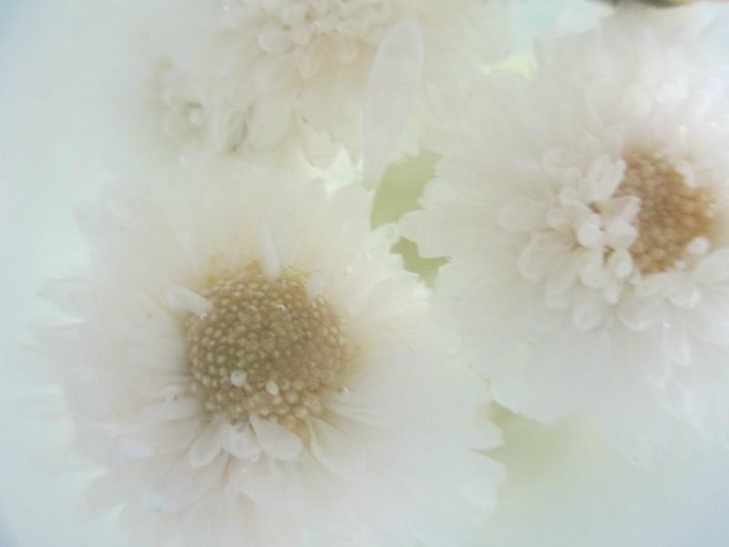 图册——滁菊