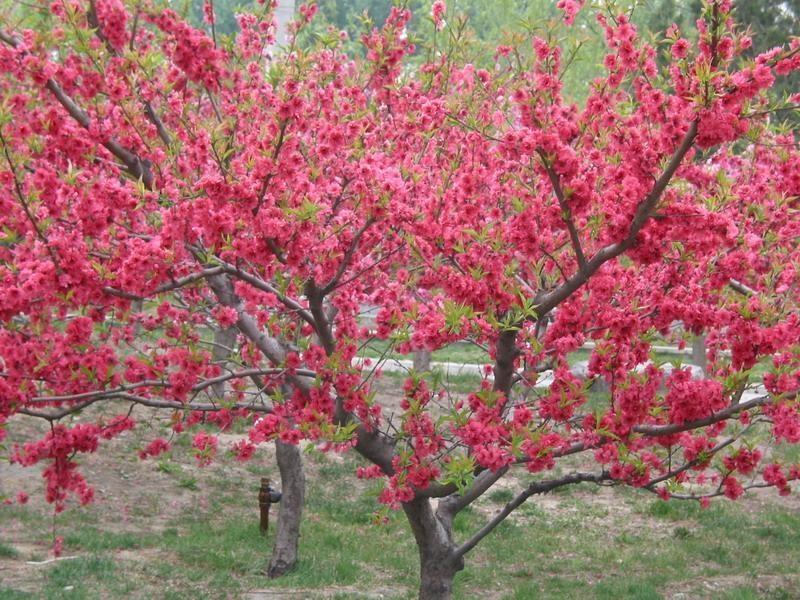 图册：碧桃图册