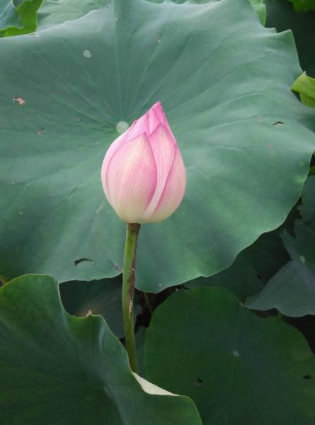 千瓣莲 睡莲科莲属植物 搜狗百科 千瓣莲 睡莲科莲属植物 搜狗百科