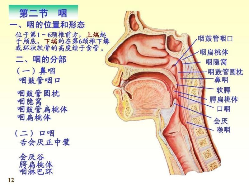 咽 搜狗百科 咽 搜狗百科