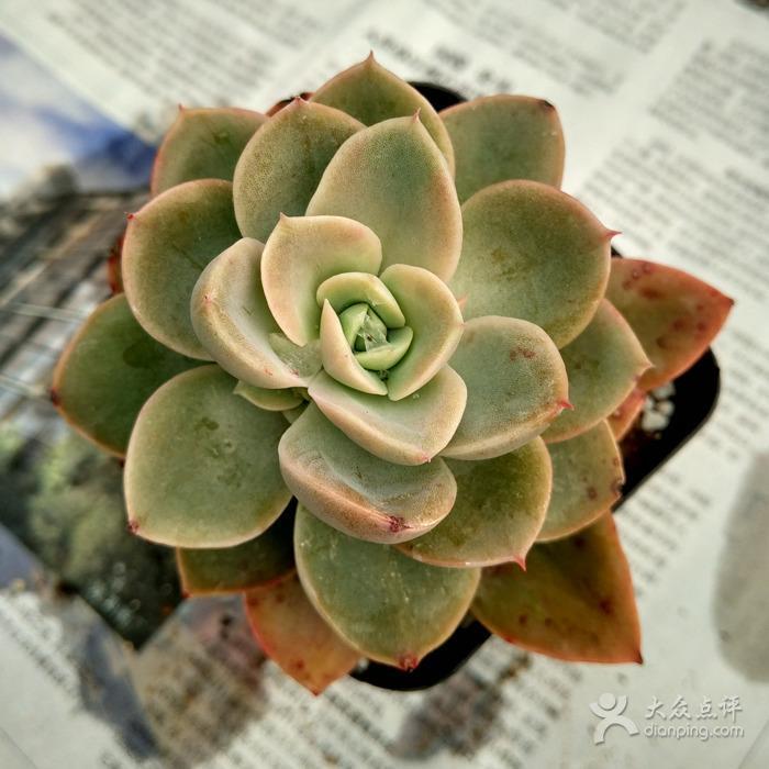 红鹤 多肉植物 搜狗百科