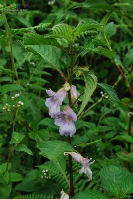 川西凤仙花 凤仙花科凤仙花属植物 搜狗百科