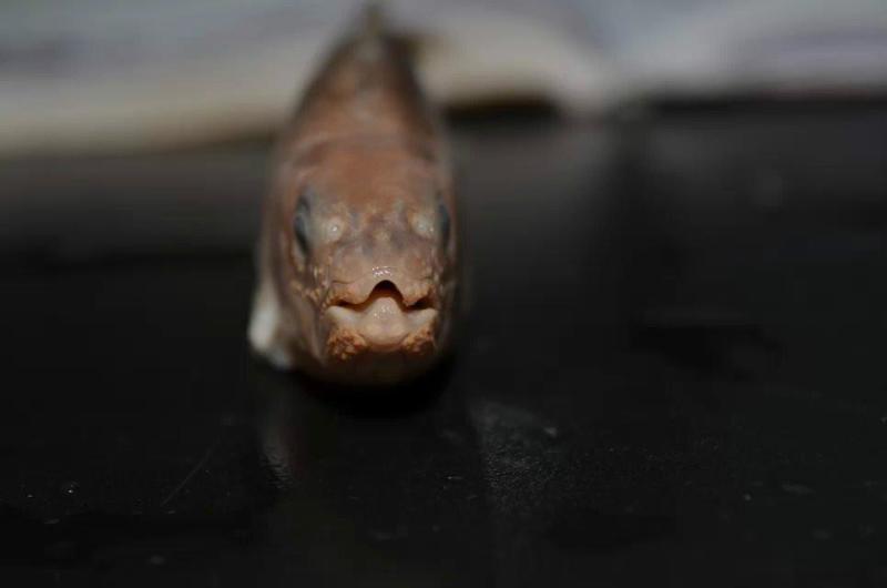 马口鱼 搜狗百科 马口鱼 搜狗百科