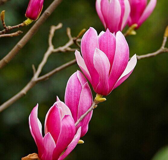 辛夷花 木兰科木兰属植物 搜狗百科 辛夷花 木兰科木兰属植物 搜狗百科