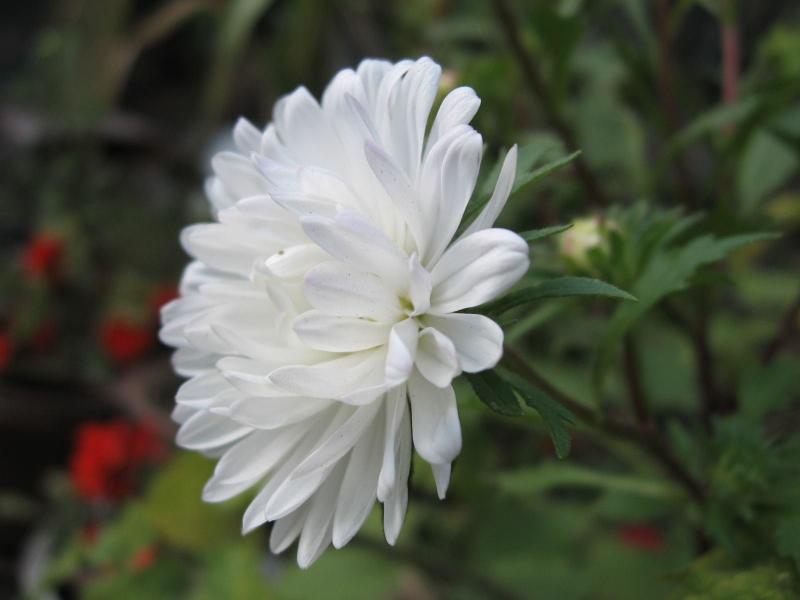 白菊花 植物 搜狗百科