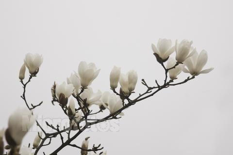 白玉兰花 木兰科含笑属植物 搜狗百科