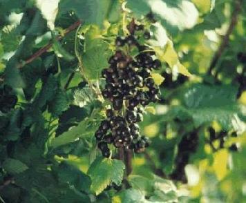 野葡萄 中草药 搜狗百科 野葡萄 中草药 搜狗百科
