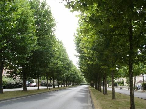 行道树 道路两侧树木 搜狗百科