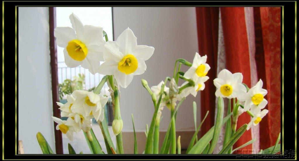 水仙花语 花语类型 搜狗百科