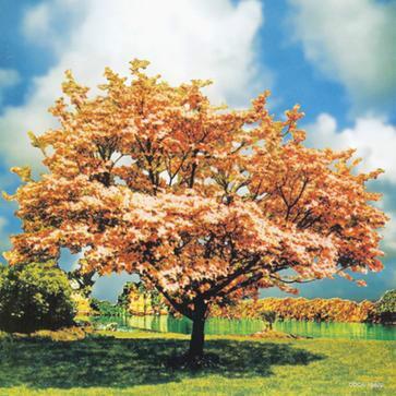 花水木 一青窈歌曲 搜狗百科