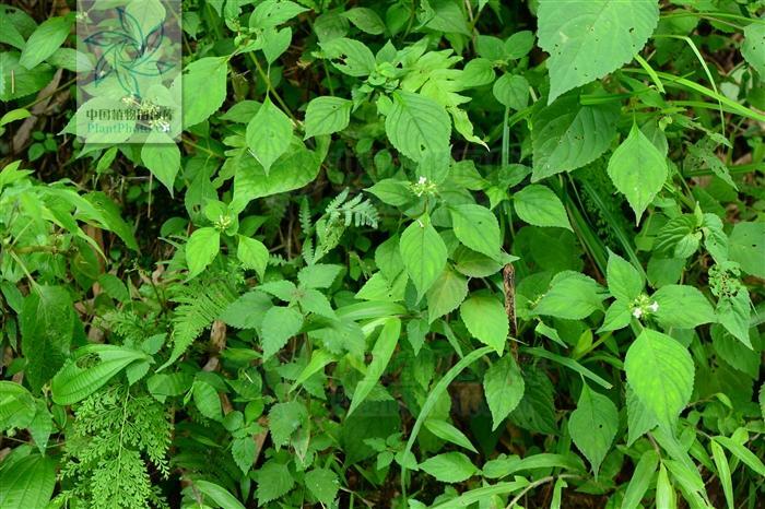 香茜科 搜狗百科