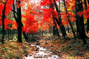 红叶谷 吉林长白山景点 搜狗百科 红叶谷 吉林长白山景点 搜狗百科