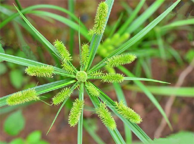 砖子苗 莎草科磚子苗属植物 搜狗百科