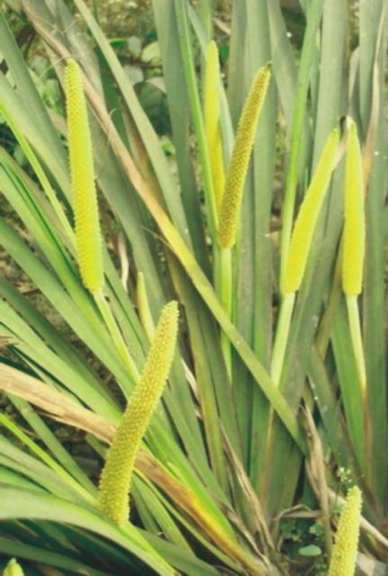 石菖蒲花 天南星科植物石菖蒲的花蕾 搜狗百科