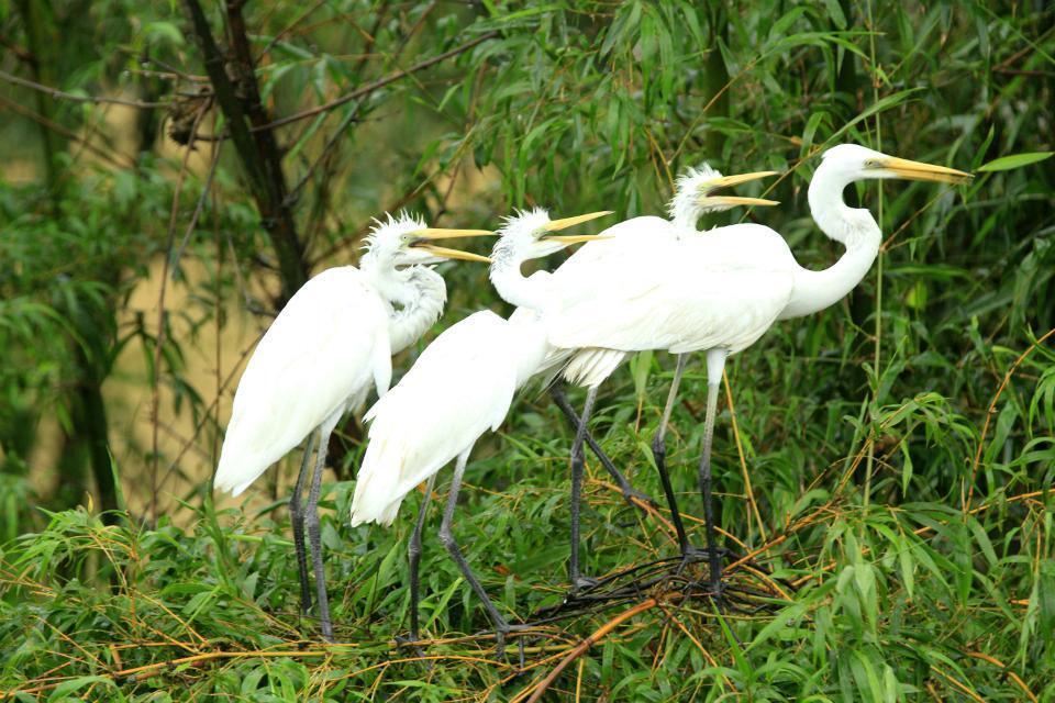 红沙渔鹭园 搜狗百科