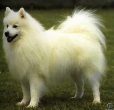 意大利狐狸犬 搜狗百科 意大利狐狸犬 搜狗百科