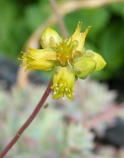 子持白莲 景天科拟石莲花属植物 搜狗百科