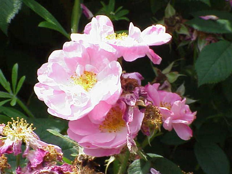 蔷薇 蔷薇科蔷薇属植物 搜狗百科