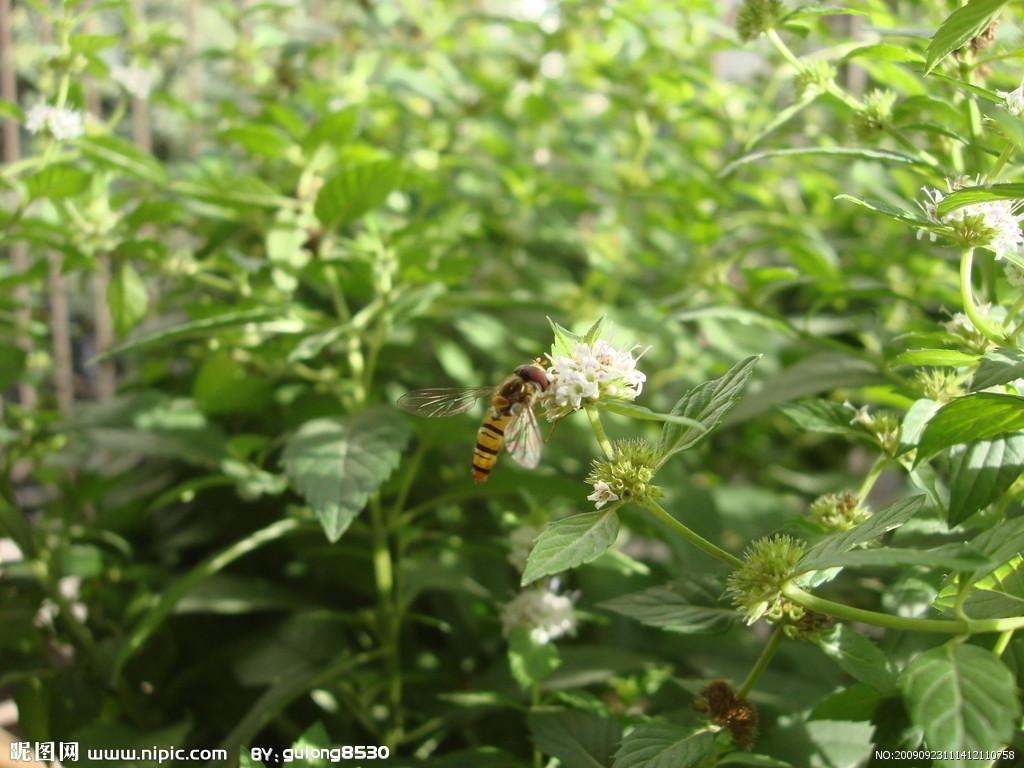 薄荷花 唇形科薄荷属植物 搜狗百科