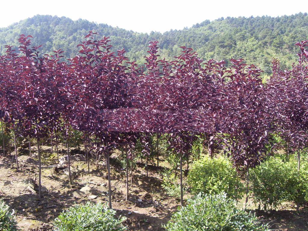 密枝红叶李 蔷薇科李属植物 搜狗百科