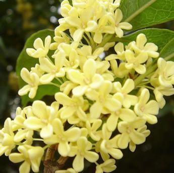 桂花树 木犀科木犀属常绿灌木 搜狗百科