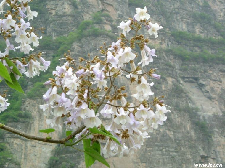 桐花 桐花 植物名 搜狗百科