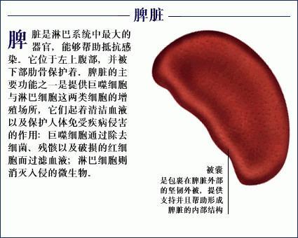 免疫系统 搜狗百科